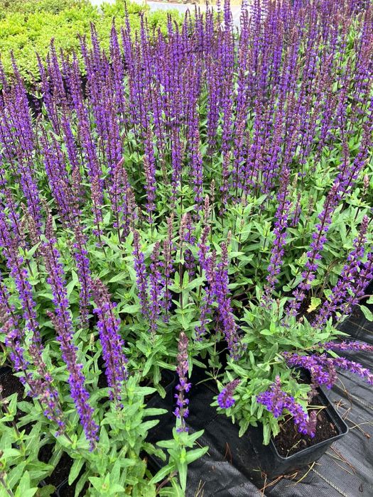 Szałwia caradonna fioletowa 2 l przekorzeniona mrozoodporna gesta