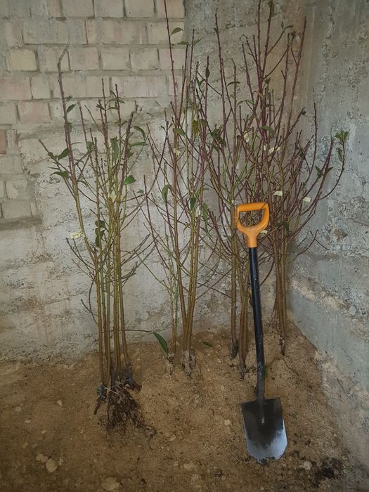 Саджанці персика і абрикоса