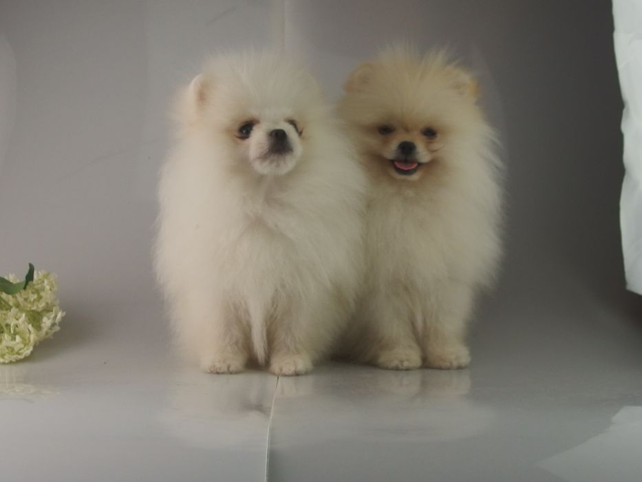 FCI# Pomeranian Szpic miniaturowy BIAŁY PIESEK