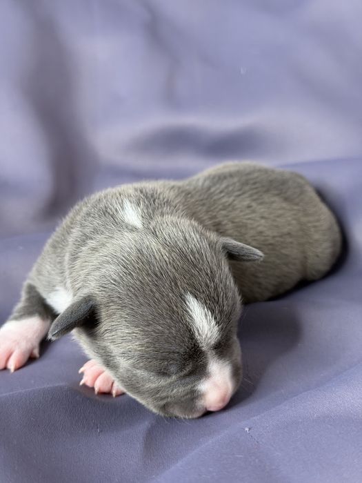 Щенки амстафф голубого окраса