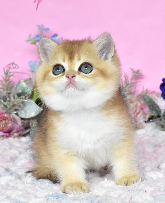 Золотая шиншилла, котик, продажа