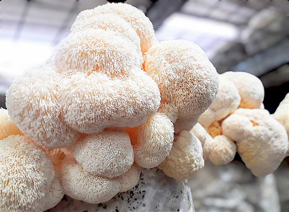 Ежевик гребенчатый (плоды + мицелий) сухой и перемолотый - 100 грамм!