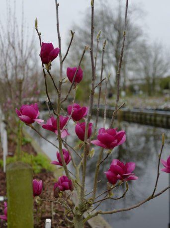 Большие МАГНОЛИИ а также фруктовые Яблуня Груша Слива Абрикоса Персик