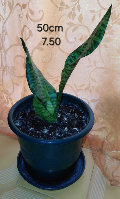 Plantas, Sanseviérias grandes