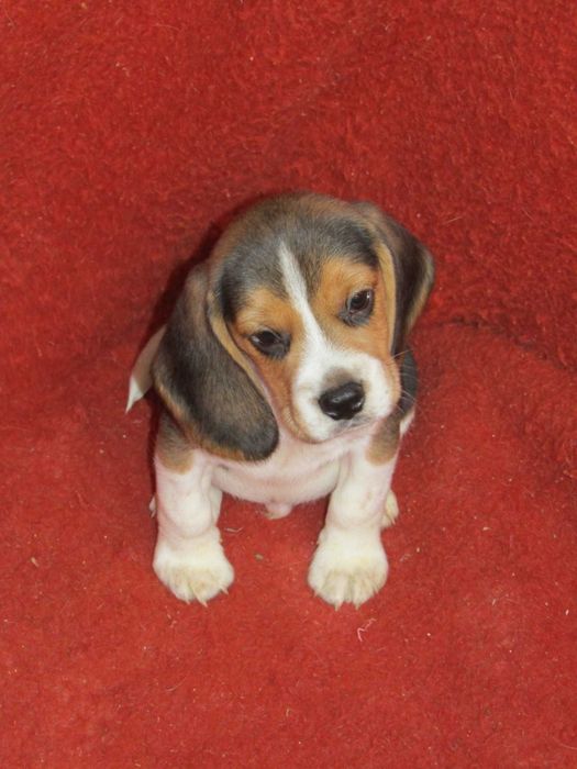 Fêmea Beagle Tricolor, Raça Pura, LOP/Pedigree/Afixo, Porte Pequeno.