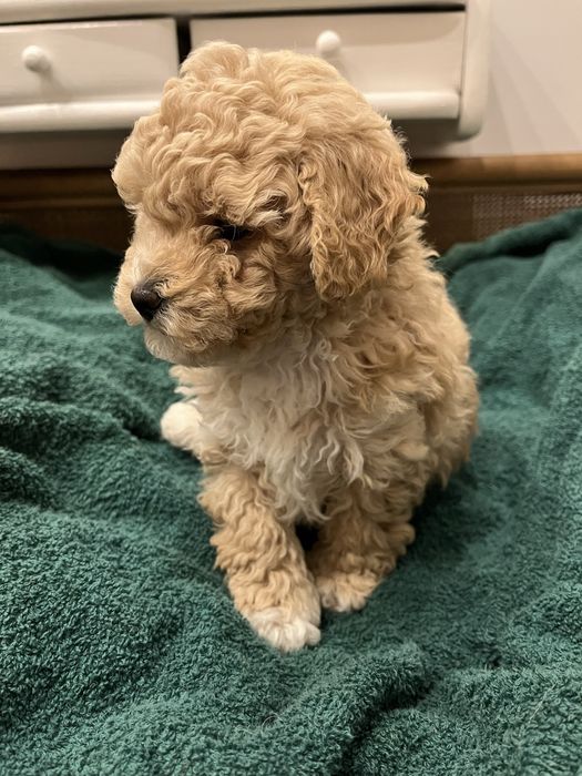 Szczeniak suczka Bischpoo