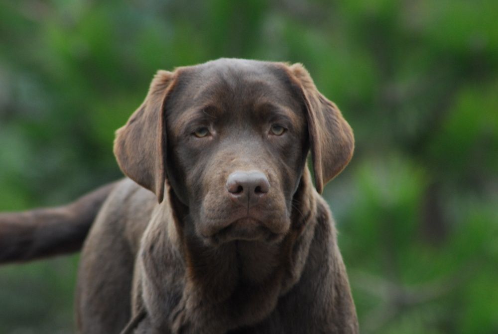 Puppy Labrador Retriever !
