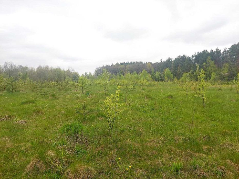 Ділянка 12соток в с.Іванівка (26142602)