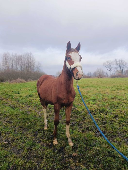 Pięknie malowany ogierek