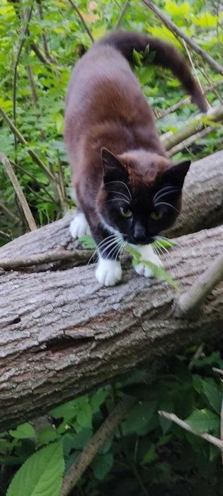 Віддам в добрі руки
