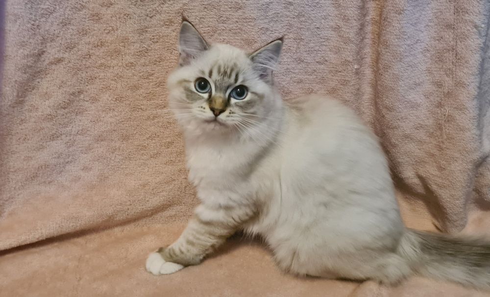 Kot  rasy Ragdoll