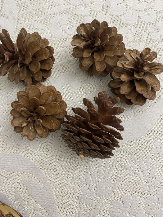 Pinhas verdadeiras mini