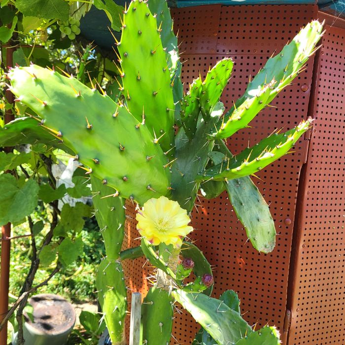 Продається кактус