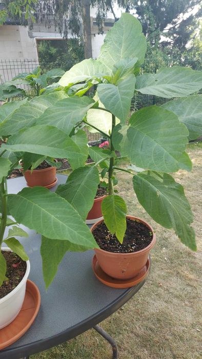 Datury - zdrowe sadzonki 2 letnie.