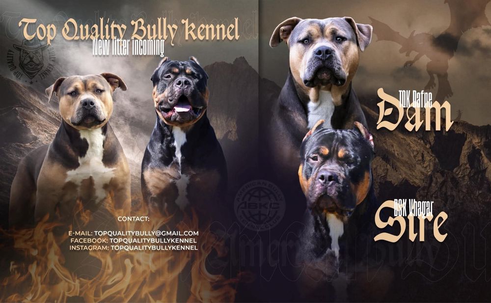 Szczeniak American Bully XL