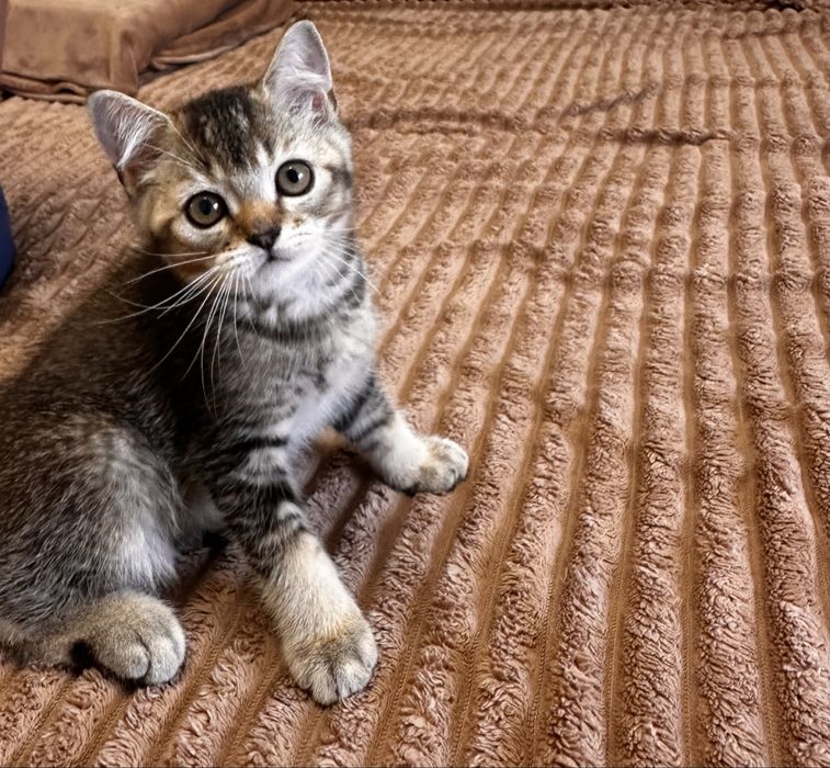 Шотландские котята