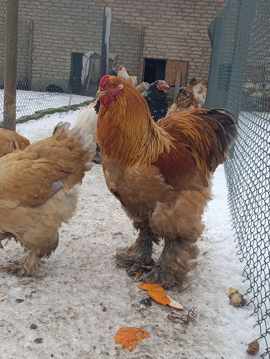 Півень брама лимон,палевоблакитний