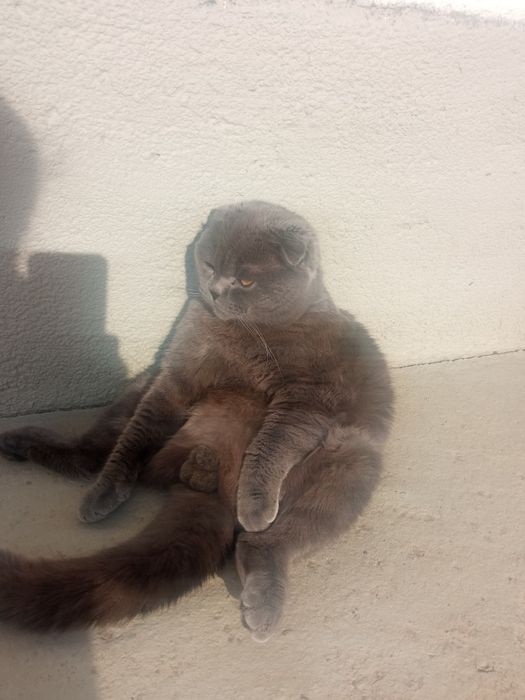 Британський котик