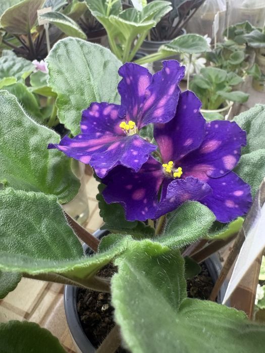 Фіалки розпродажа колекції