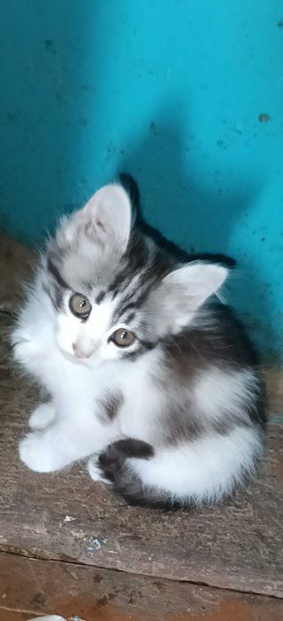 Котенята в хороші руки