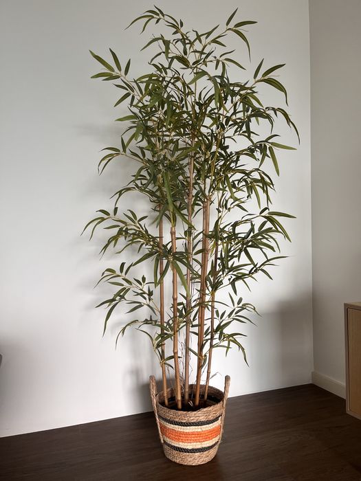 2 Plantas Decorativas (Bambu + Palmeira) em excelente estado