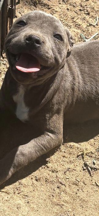 Staffik.  Staffordshire bull terrier SUNIA  staffik