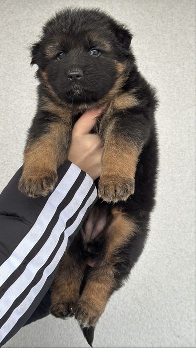 Цуценятка німецької вівчарки КСУ