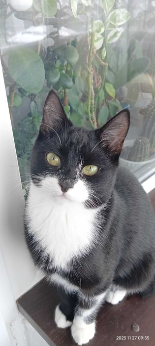 Отдам кота и кошечку