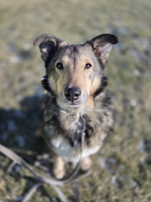 Curry czeka w schronisku