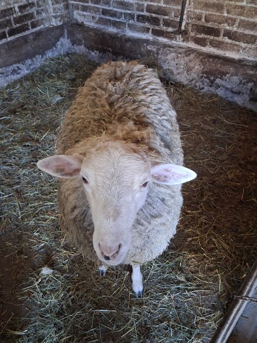 Baran 20 zł/ kg .