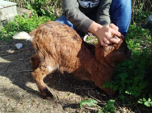Cabras anãs - Pequeno rebanho