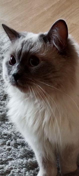Śliczny kocurek ragdoll