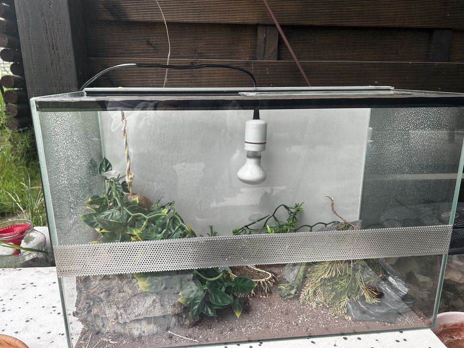 Gekon z terrarium.