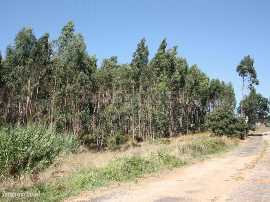 Terreno para construção em Casal do Rei - Rio Maior / Caldas da Rainha