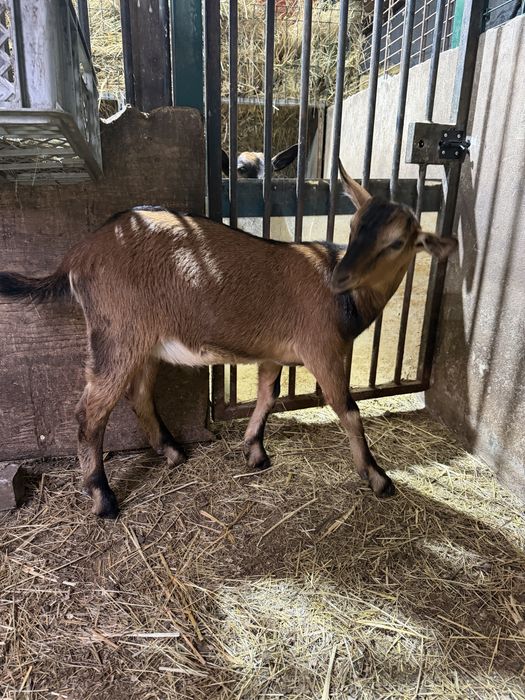 Bode/ Cabrito Macho