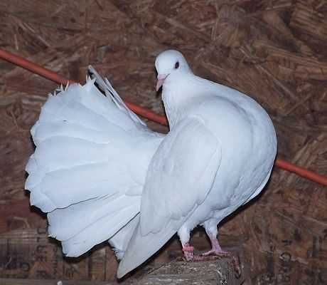 Vendo pombos rabo leque brancos