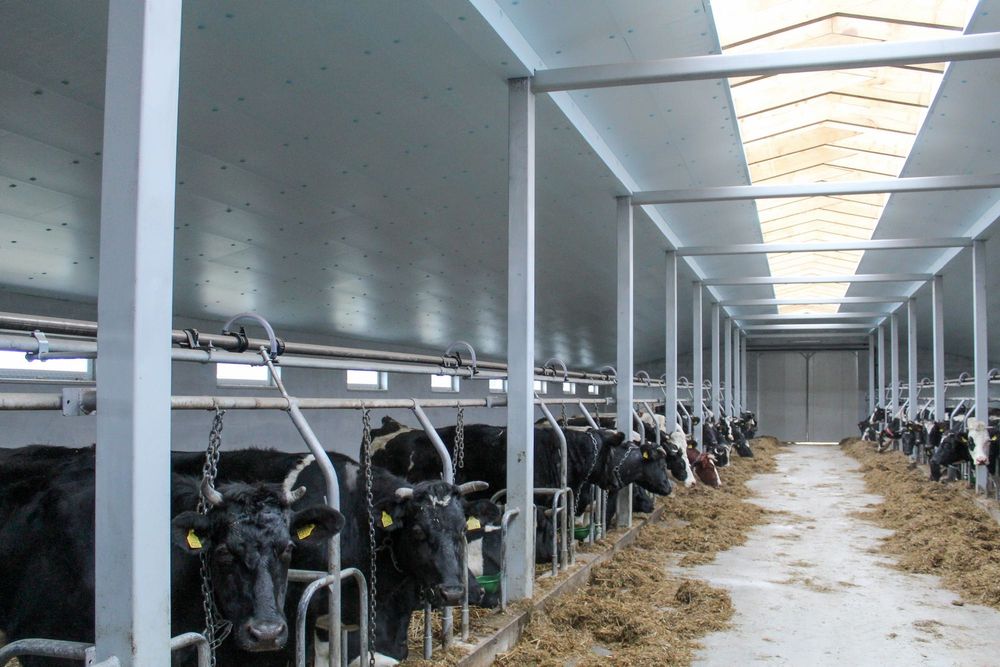 Izolacja Termiczna Ocieplenie do Obory Kurnika Hali Styrodur XPS AGRO