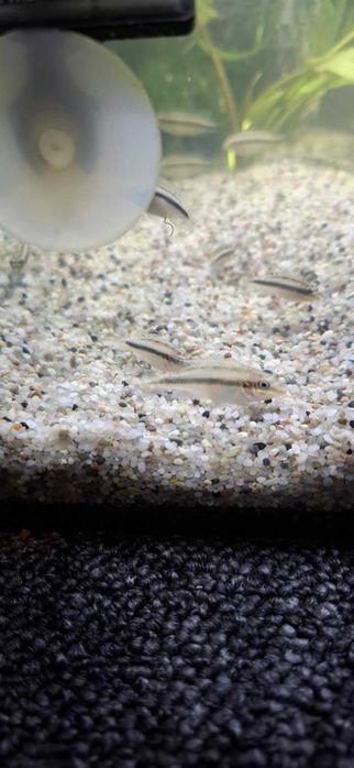 Sprzedam Rybkę Akwariową "Barwniak Czerwony "