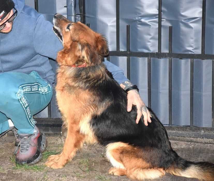 Cudna, kochana, tulasna, porzucona, sunia prosi o dom