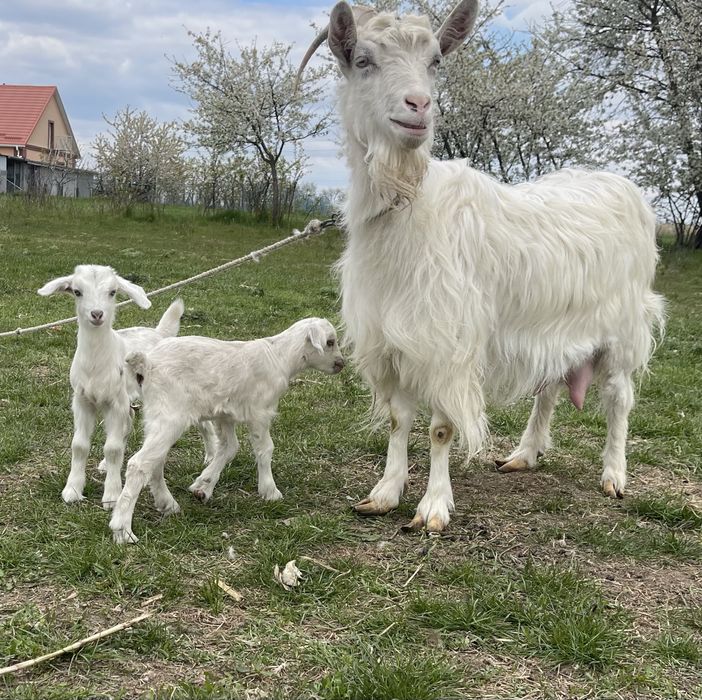 Продам породистих козенята ( дівчинки )