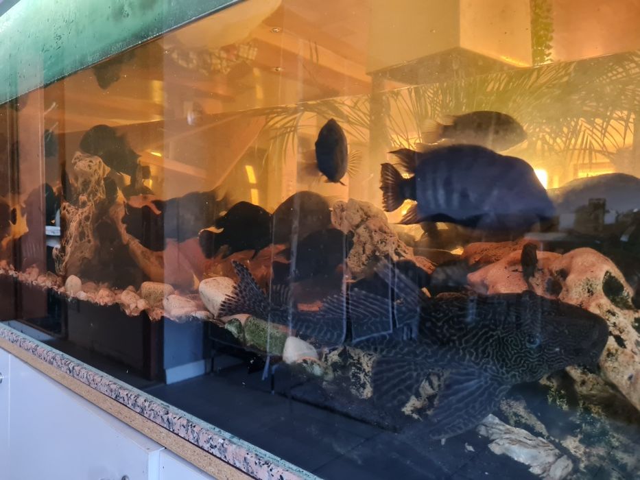 Sprzedam ryby i glonojady (duża ilość)