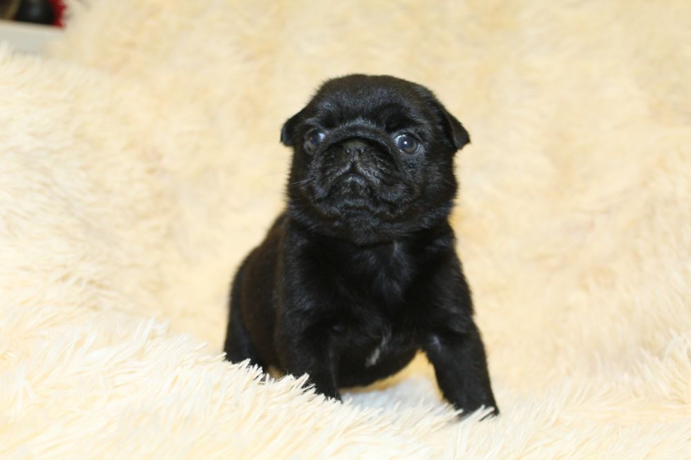 Бомбезні мопсики