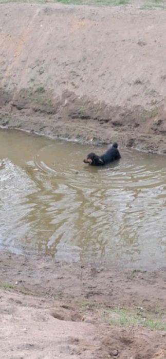 Hotel dla psów I innych futrzaczków
