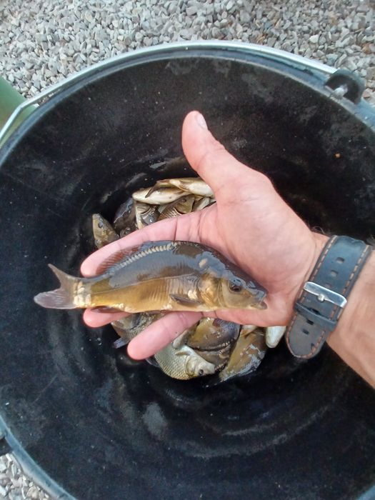 Amur narybek/kroczek. Tolpyga , Lin , Karp , Jesiotr.