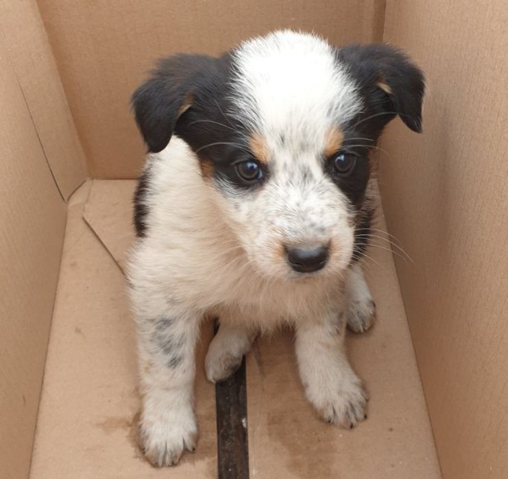 Цуценята  у пошуках дому