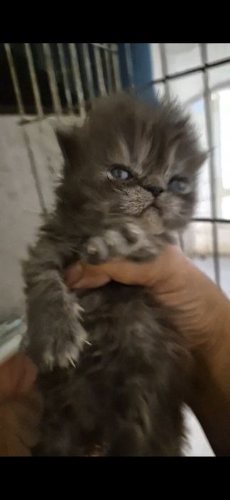 Menino smoke lindissimo