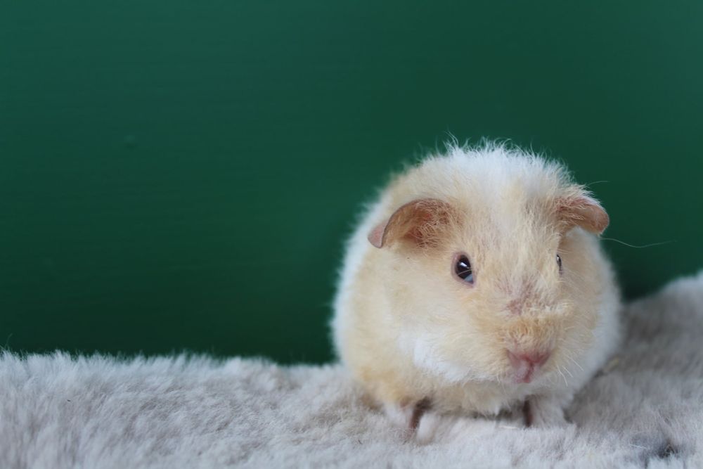 Us Teddy, świnka morska. Cavia domowa samce