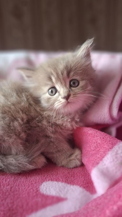 Кошеня персикового окрасу у хороші руки!
