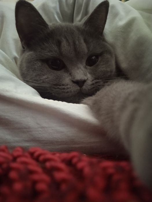 Продаю кішку шотландку