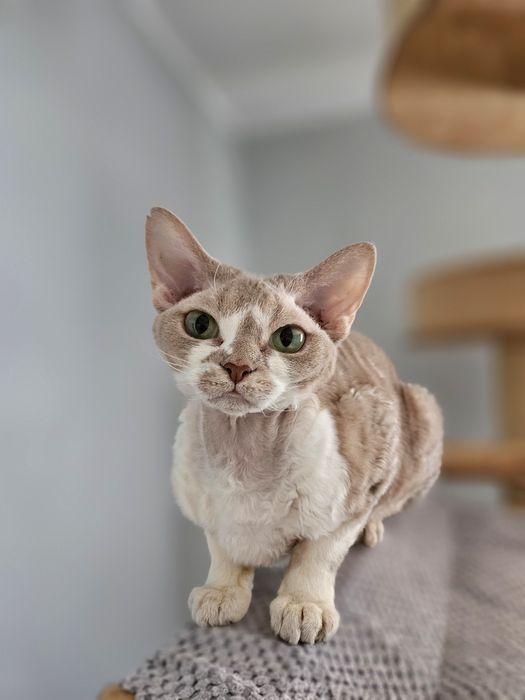 Liliowo-biała kotka Devon Rex